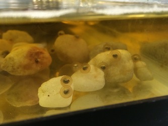 Fire bellied toad eggs