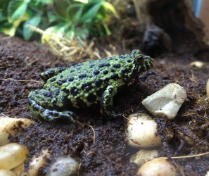 Fire bellied toad