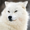 avatar of wolfieh