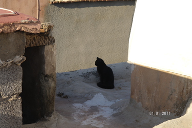 Cats of : Morocco Marrakesh #10