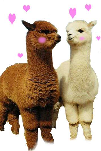 Most recent image: Alpacasso Love