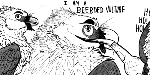 Beerded vulture