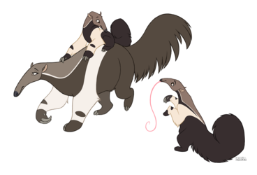 Anteaters