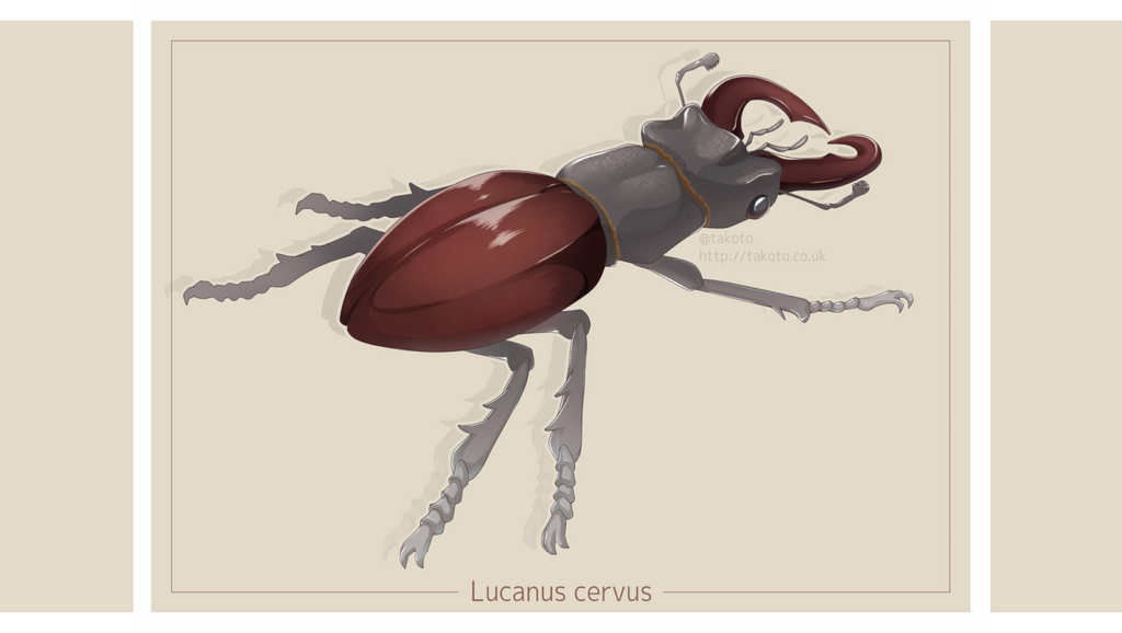 Lucanus cervus