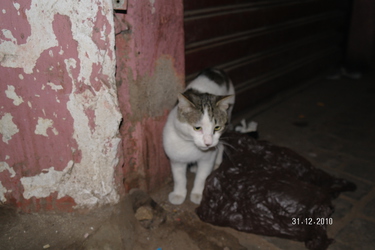 Cats of : Morocco Marrakesh #6