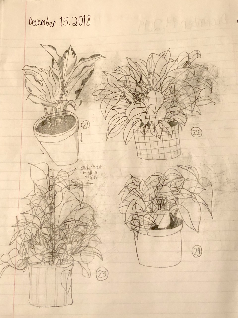 Plant Drawings #6