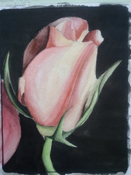 rose watercolor (WIP)