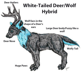 White-Tailed Deer/Wolf Hybrid