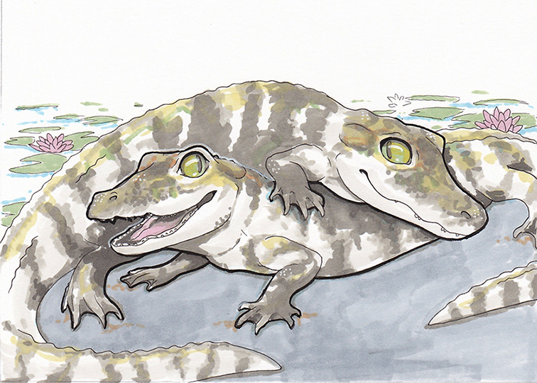 Baby Gators Marker Sketch