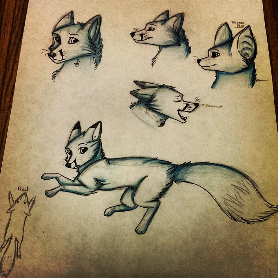 Fox Doodles