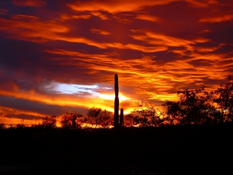 A Sonoran Saguaro Sunset