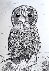 [Indian Ink art] Owl