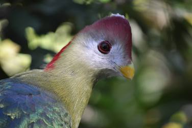 Red-crested Turaco 1