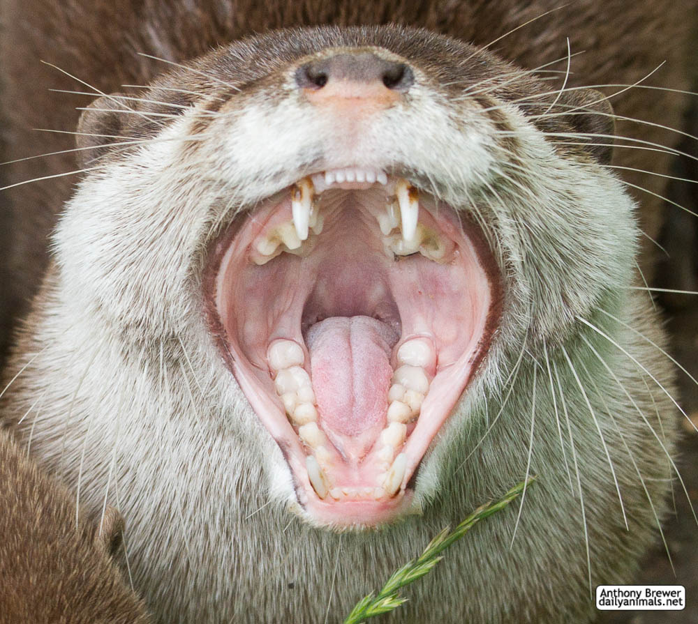 Into the mouth of otter