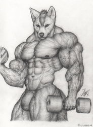 Dingo Workout
