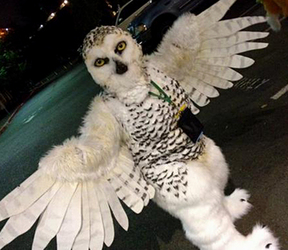 Snowy owl fullsuit! (first full!) 