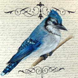 Blue Jay of Happiness