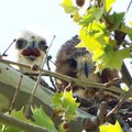 Peek-a-Boo from Some Redtails! :>