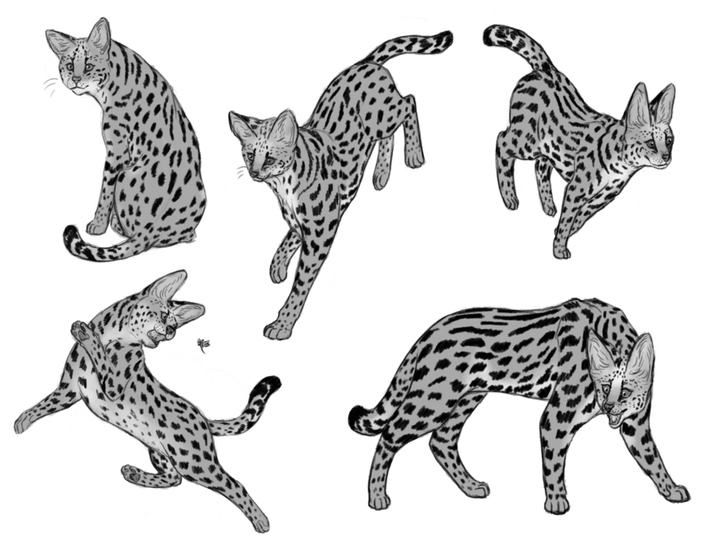 Most recent image: Serval Cat Sketches