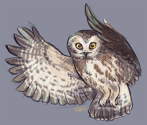 saw whet owl