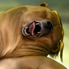 avatar of Meanybeany