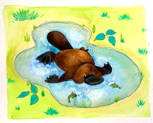 A Platypus Puddle