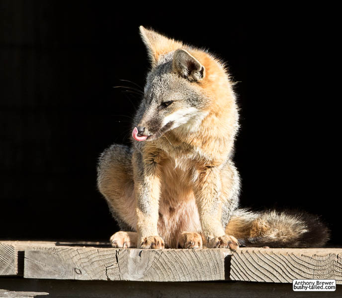 Fox licks his sniffer