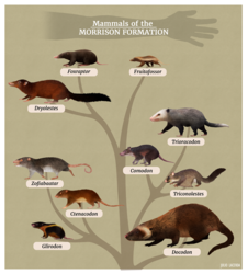 Commission: Mammals of the Morrison Formation