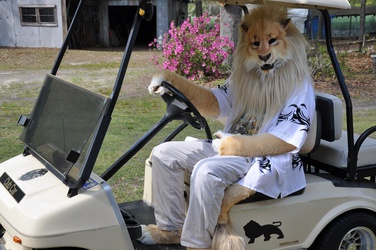 Lion driving a cart