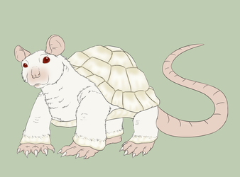 The albino rat tortoise