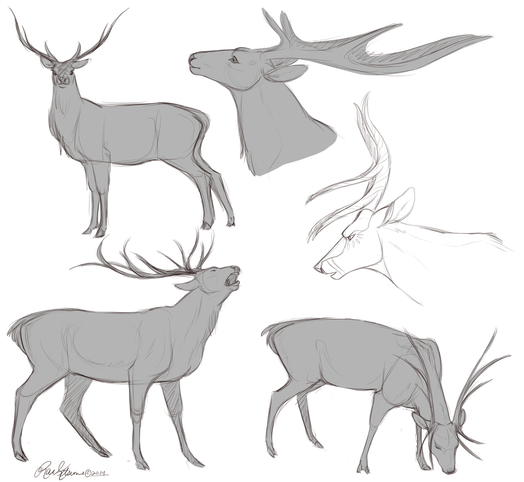 Deer Doodles