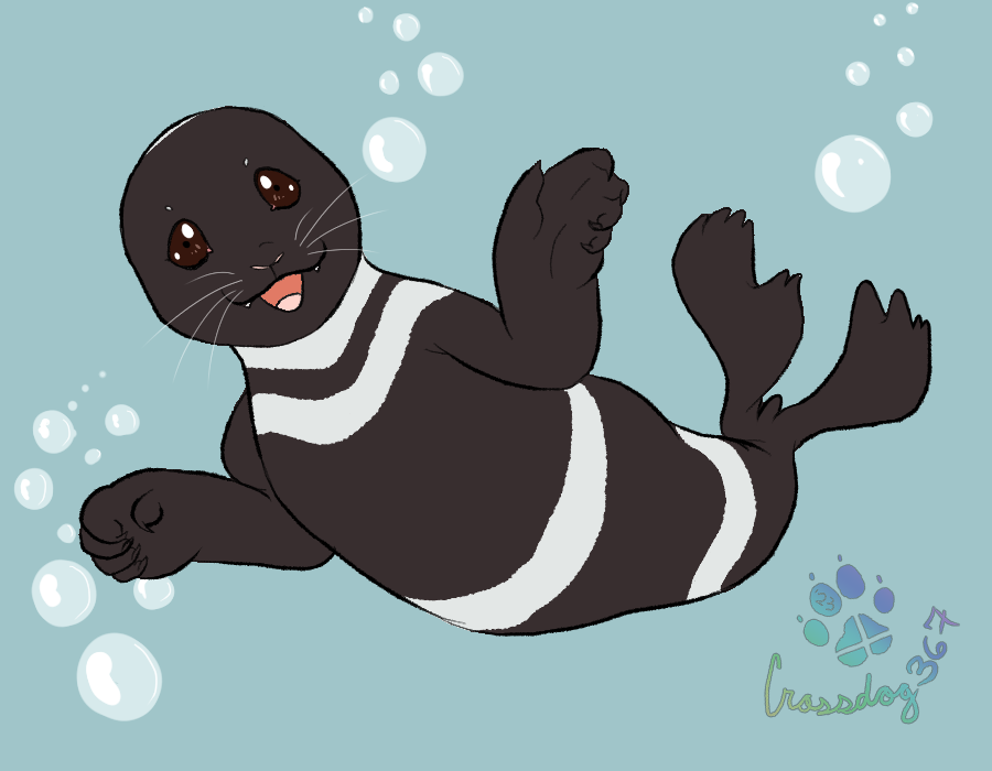 Swimming Ribbon Seal