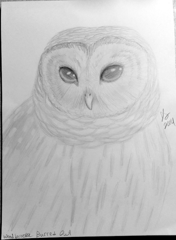 Woodbrooke barred owl