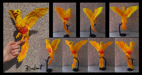 Companion phoenix