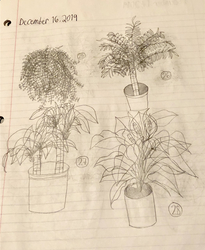 Plant Drawings #7