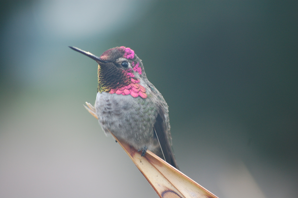 Featured image: Hummingbird