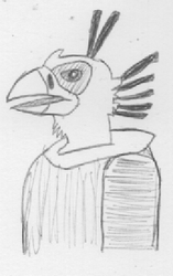 Secretary bird sketch