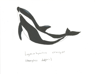 Hourglass Dolphin