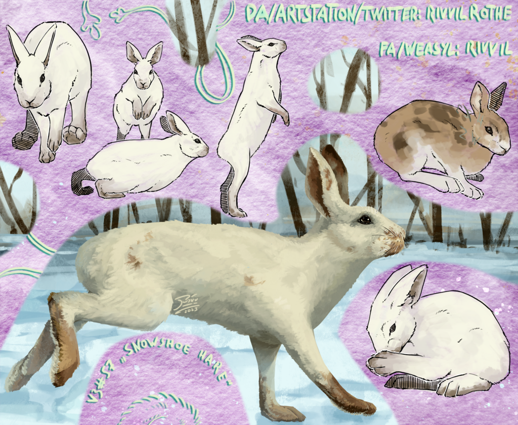 WeeklyStudies V3 #57 Snowshoe Hare