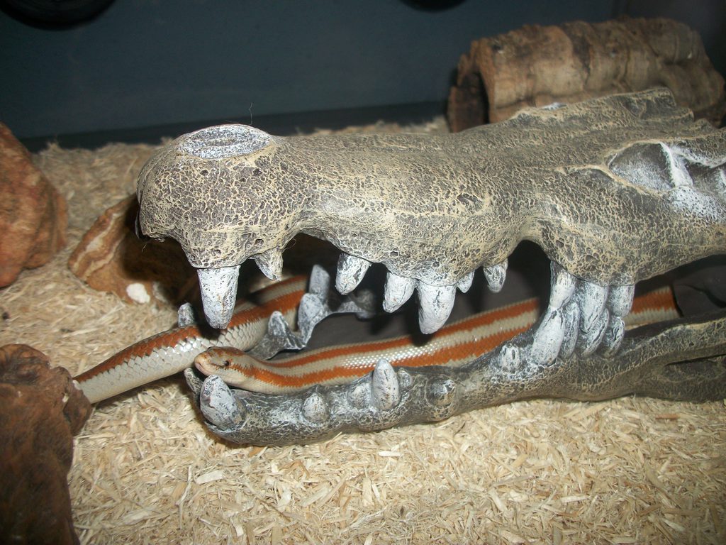 Snake inside a maw (with flash)
