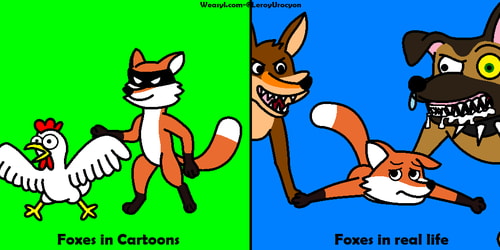 The harsh reality of foxes
