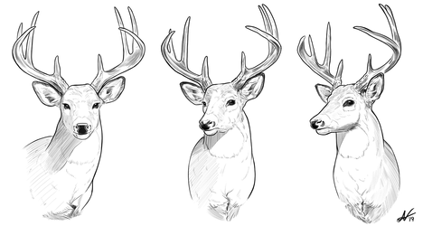 Deer Headshots 1