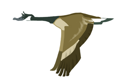 Day 92: Canada Goose