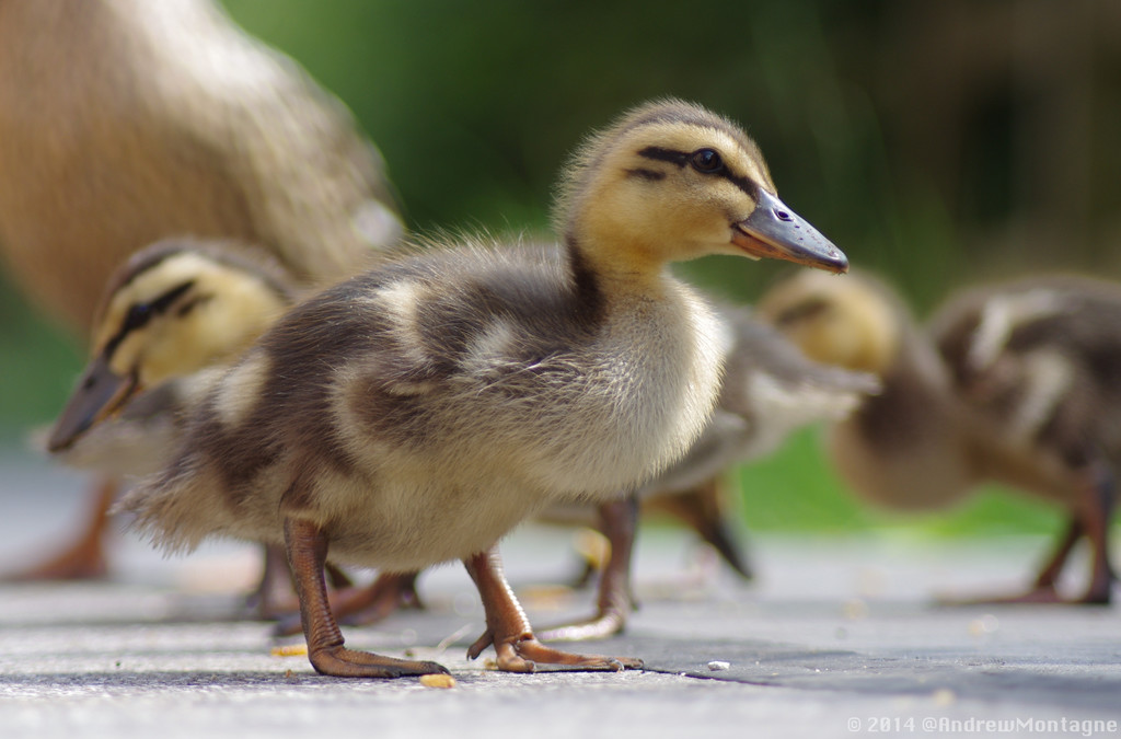 Most recent image: Duckling