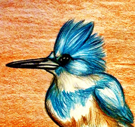 Kingfisher Sketch