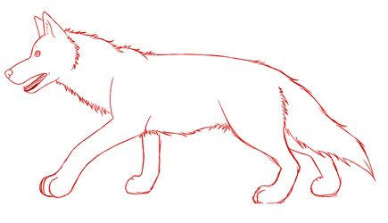 Wolf anatomy practice