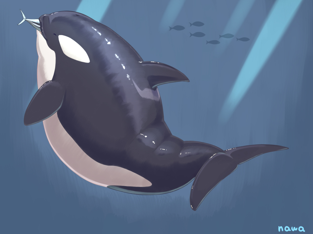 chubby orca