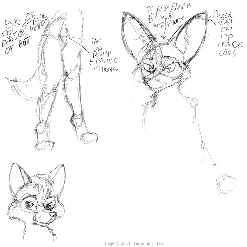 (2011) Bat-Eared Fox Sketches