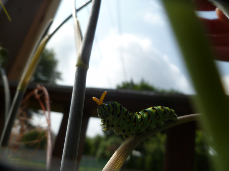 Poked Fennel Caterpillar