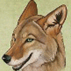 avatar of DCyote